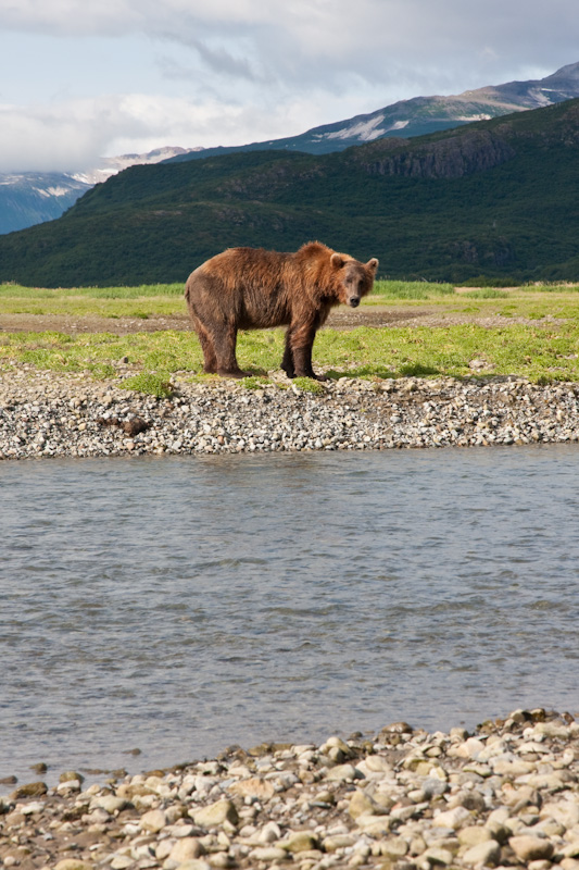 Grizzly Bear